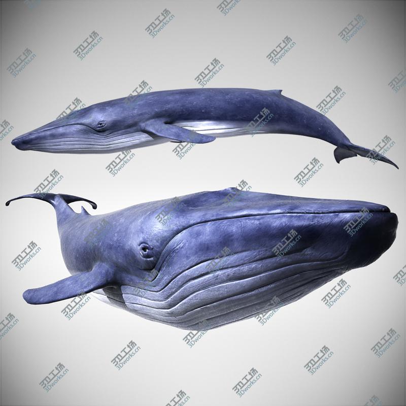 images/goods_img/202105073/3D Blue Whale with Octane Support/1.jpg